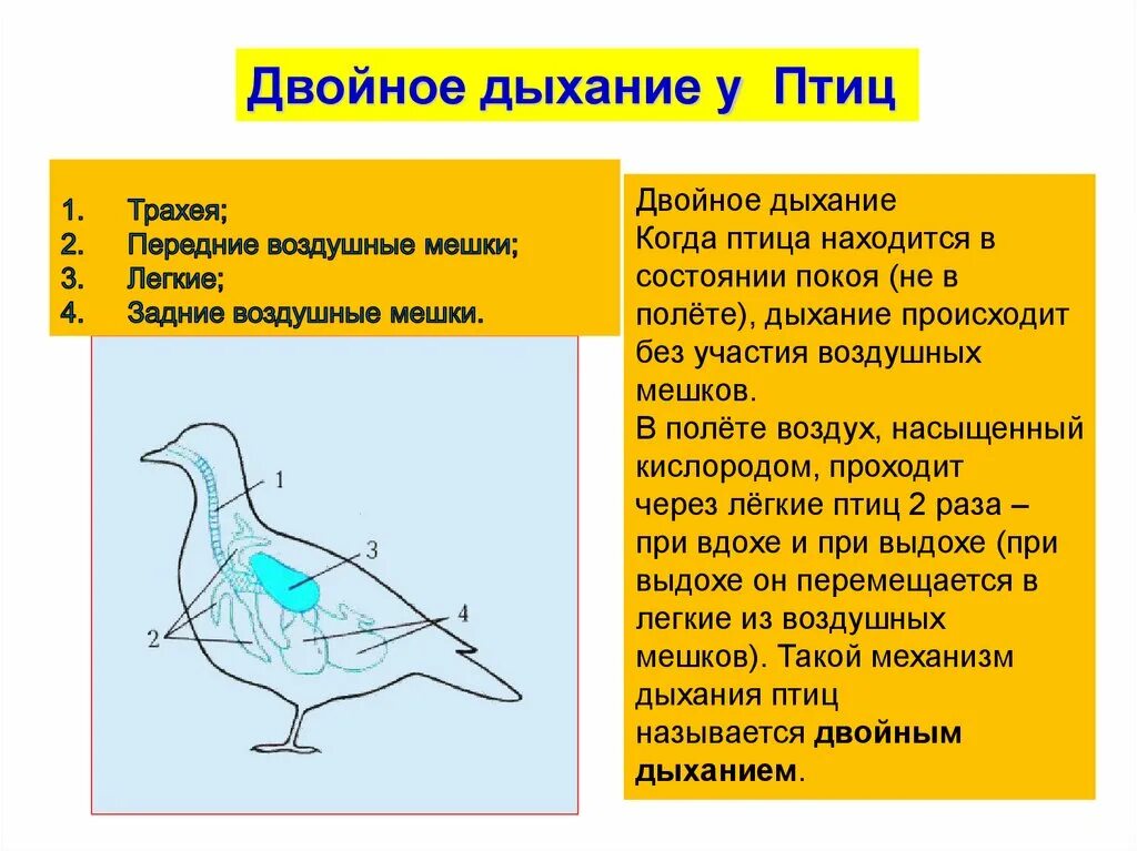 Дыхание птиц воздушные мешки. Двойное дыхание у птиц. Воздушные мешки у птиц. Процесс двойного дыхания у птиц. Схема двойного дыхания у птиц.