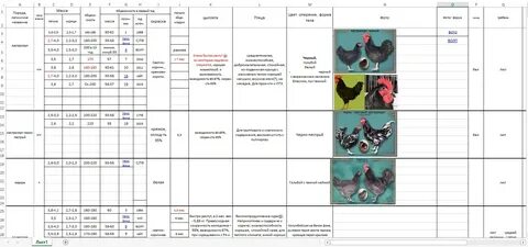 Таблицы куры