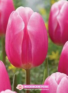 Текиламен жыныстық қатынас қызықтырады