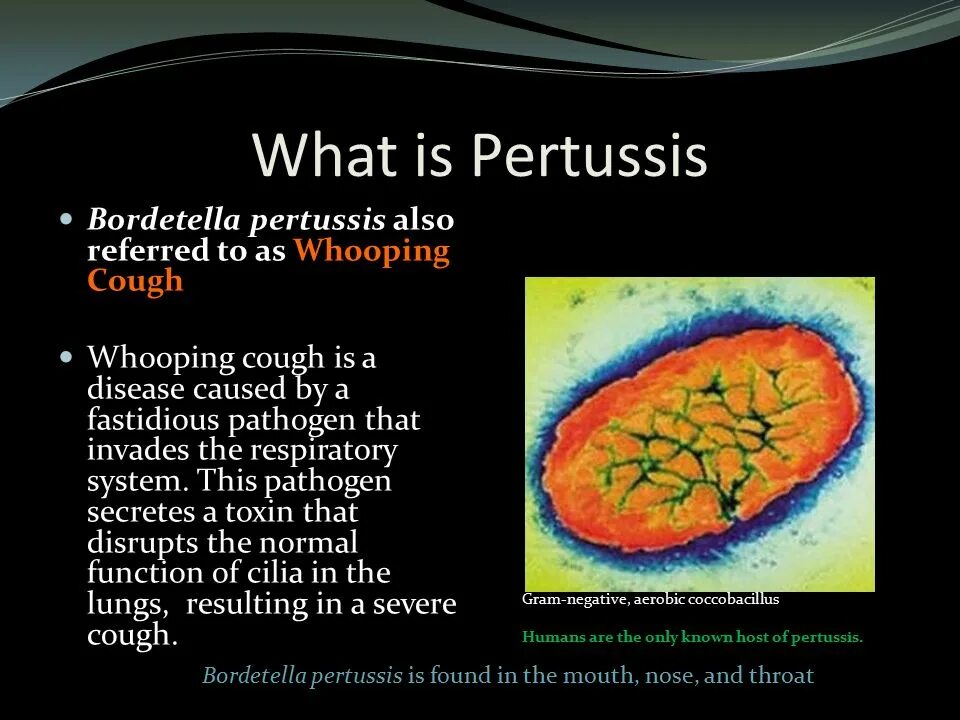 Вирулентность Bordetella pertussis. Bordetella pertussis инфекции. Для Bordetella pertussis характерны следующие признаки. Bordetella pertussis Тип дыхания. Anti bordetella pertussis положительный