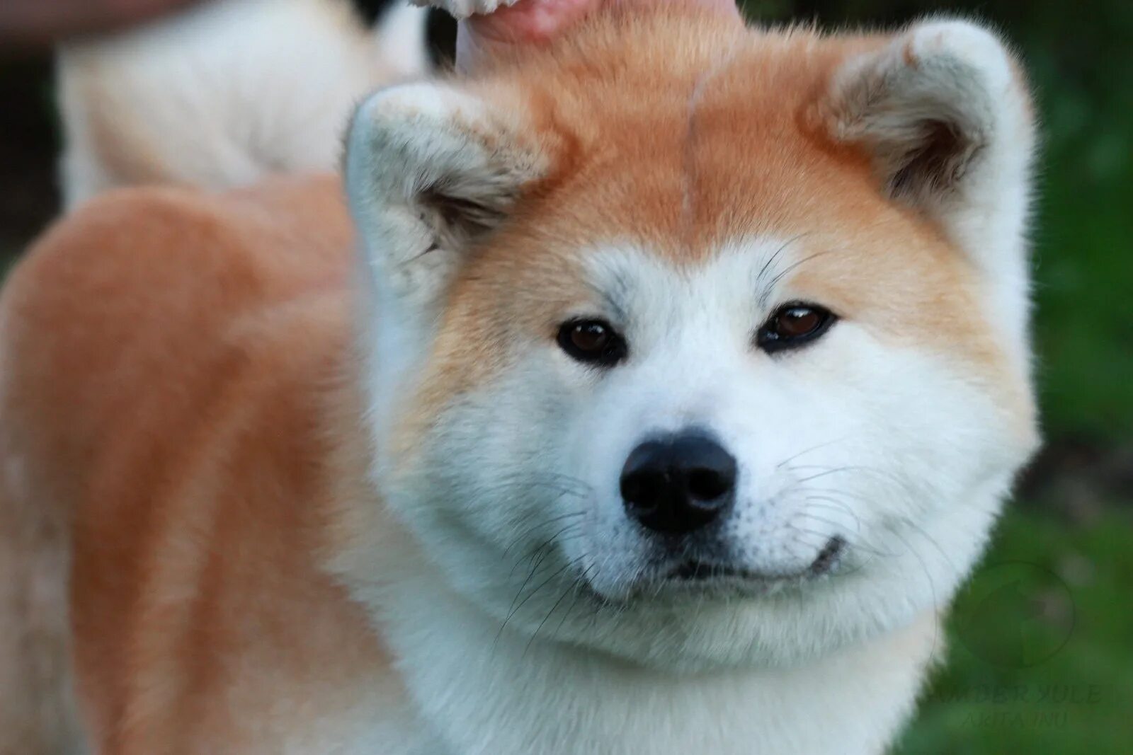 Как называется хатико. Акита-ину. Порода Акита ину. Японская собака Акита ину. Порода Хатико Акита-ину.