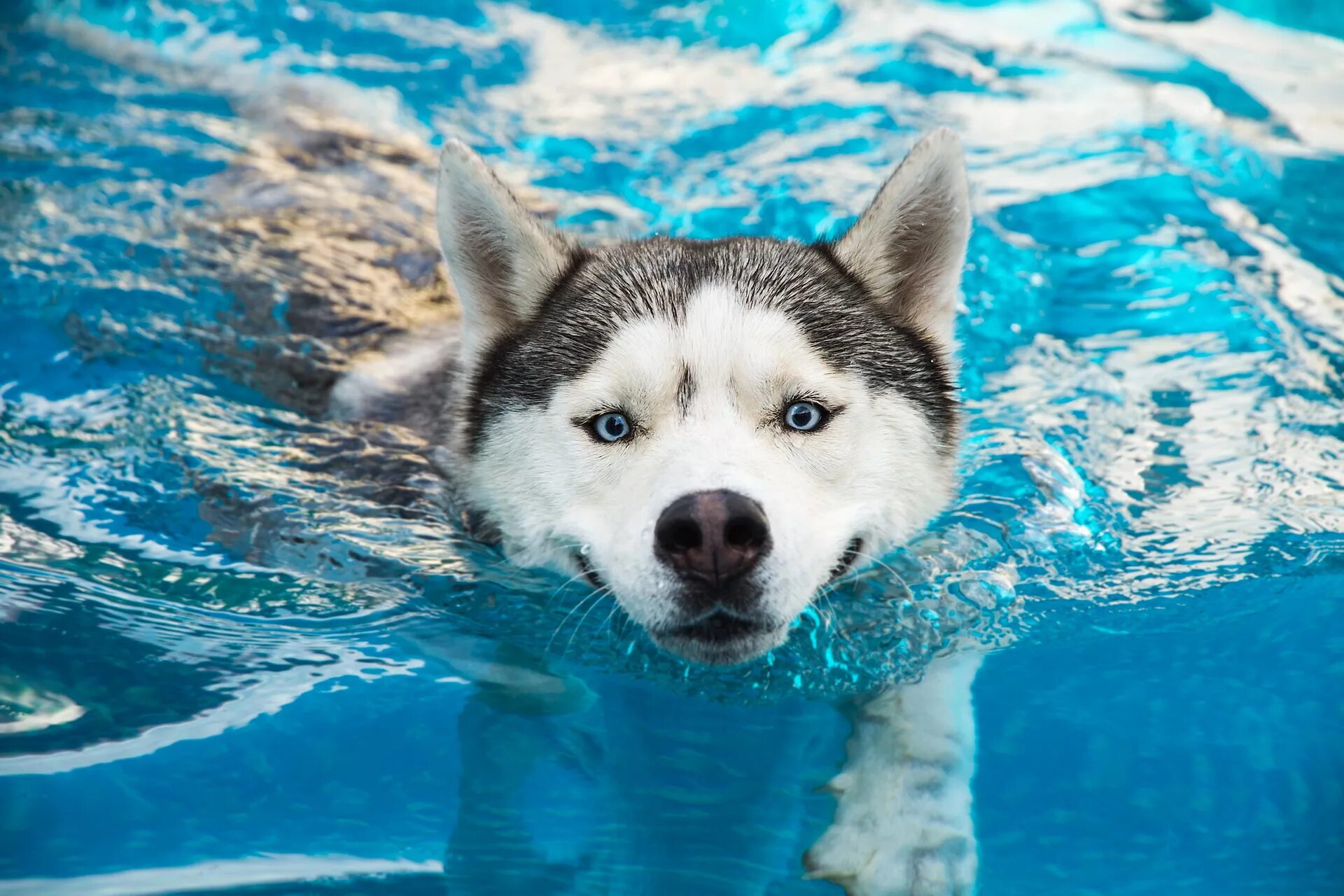 Сибирский хаски. Хаски собака v basseyne. Животные в бассейне. Бассейн для собак. Пес 5 лето
