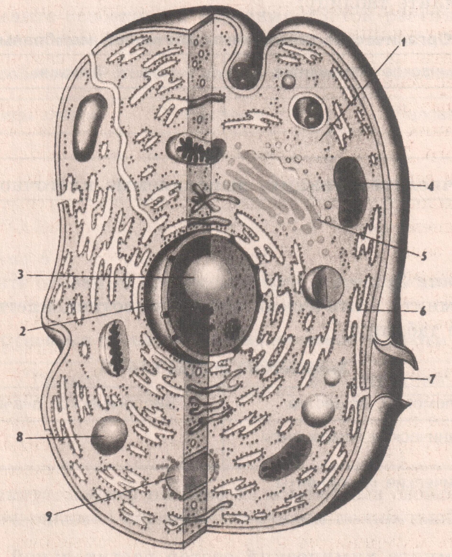 Клетка человека изображение. Животная клетка рисунок с подписями органоидов. Органоиды животной клетки рисунок. Органоиды животной клетки без подписей. Зарисовать строение животной клетки.