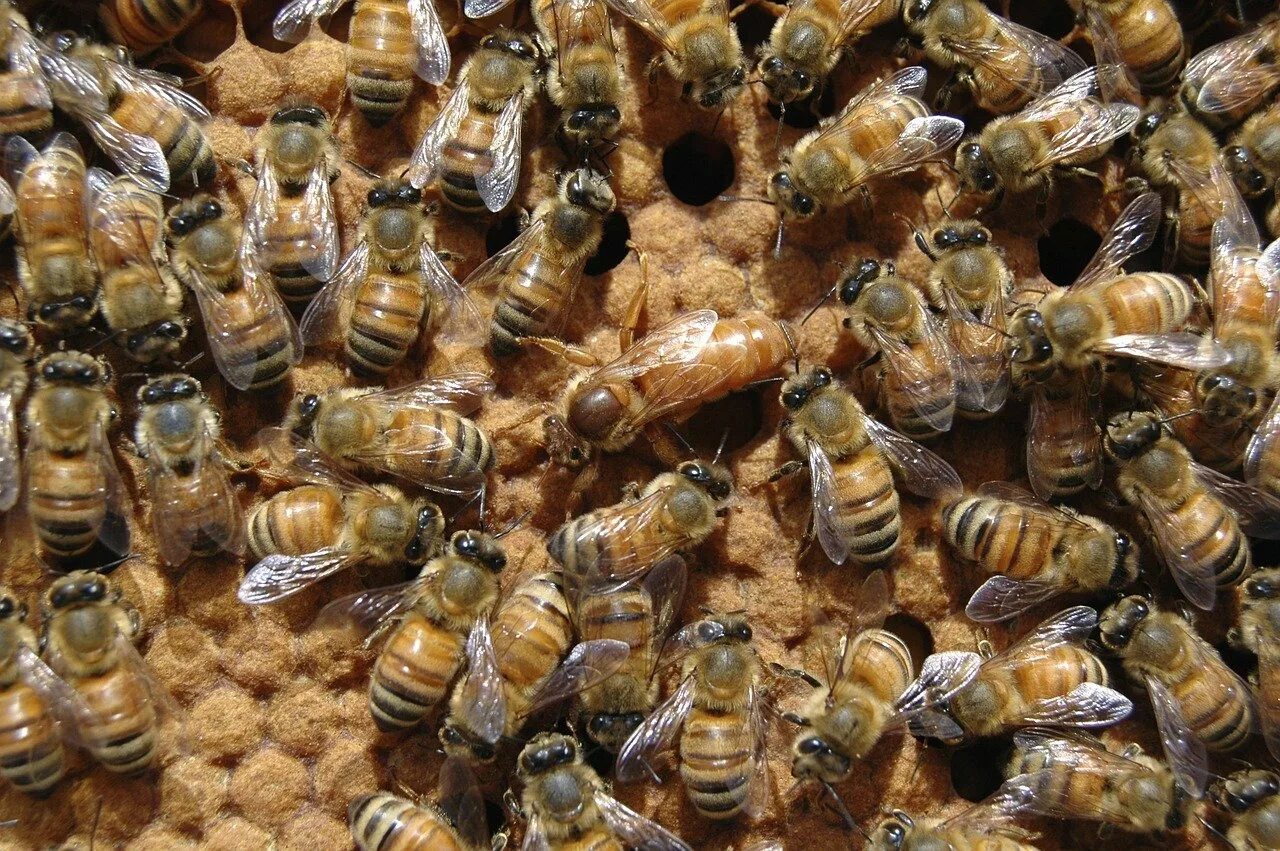 Как отличить маточное. Пчеломатка Карника. Королева пчел пчеломатка. Пчелиная матка в улье. Матка пчелиной матки.