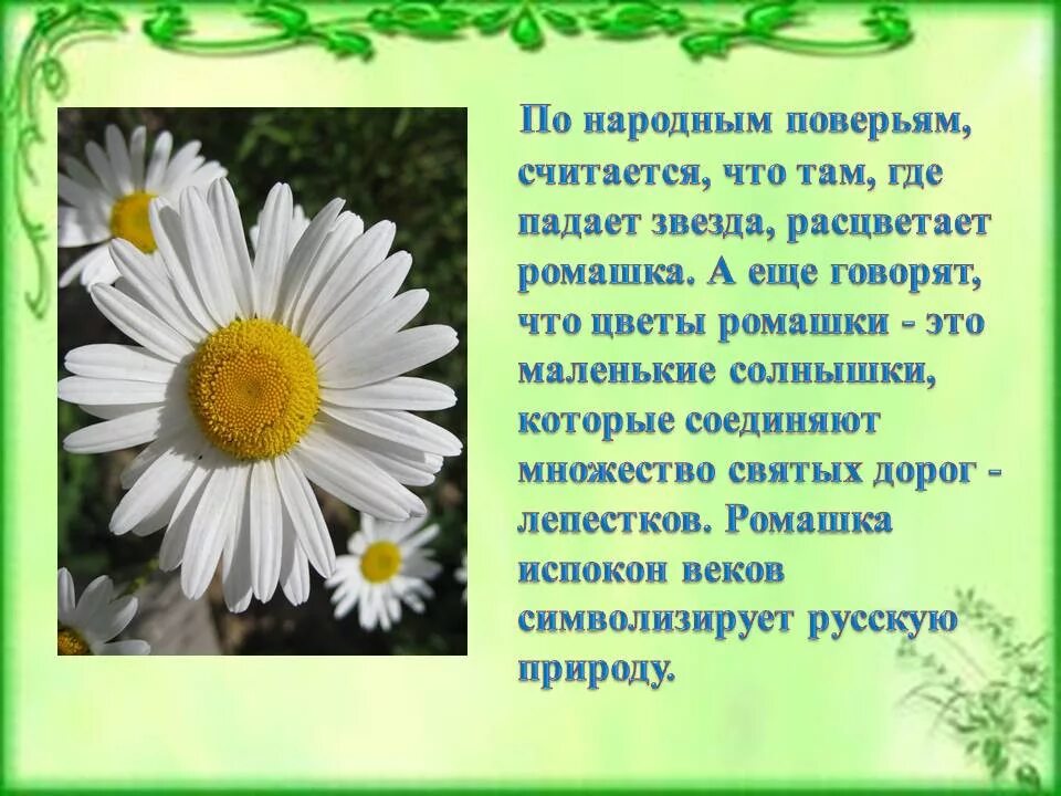 Ромашка неофициальный символ россии. Стих про ромашку. Стих про ромашку короткий. Ромашка для детей. Интересные сведения о ромашке.