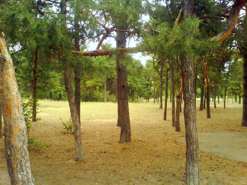 Парк в николаеве сегодня. Николаев город. 4 мм 15 м. Парк лески. Парк лески.