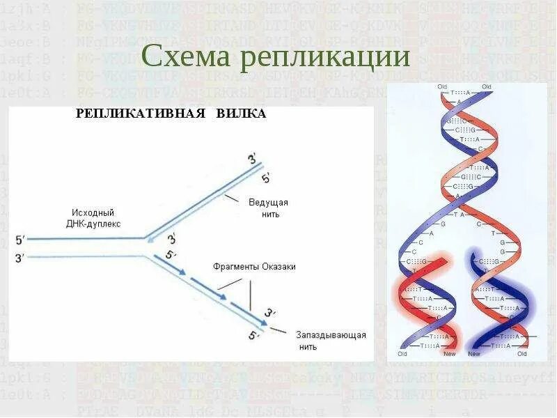 Молекула матрица репликация