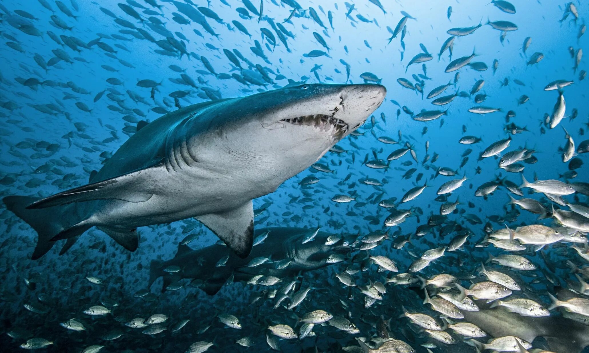 Ocean shark. Большая белая акула (Уоррен Уайт). Carcharodon carcharias. Рыба акула. Лососевая акула.