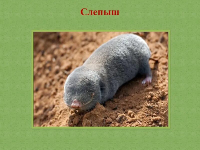 Обыкновенный слепыш грызуны. Обыкновенный слепыш грызуны