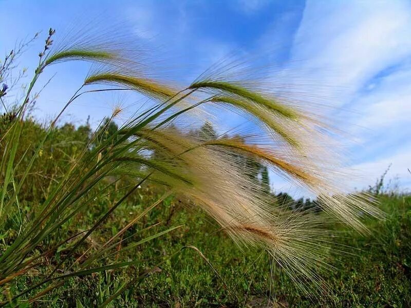 Соответствующее название ковыля. Ковыль трава Степная. Ковыль волосатик Stipa capillata. Ковыль перистый сухоцвет. Ковыль перистый Степной.