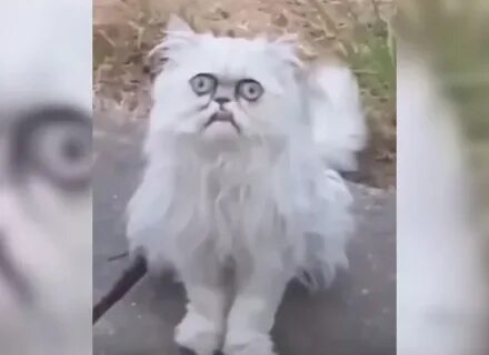 Страшный кот видео