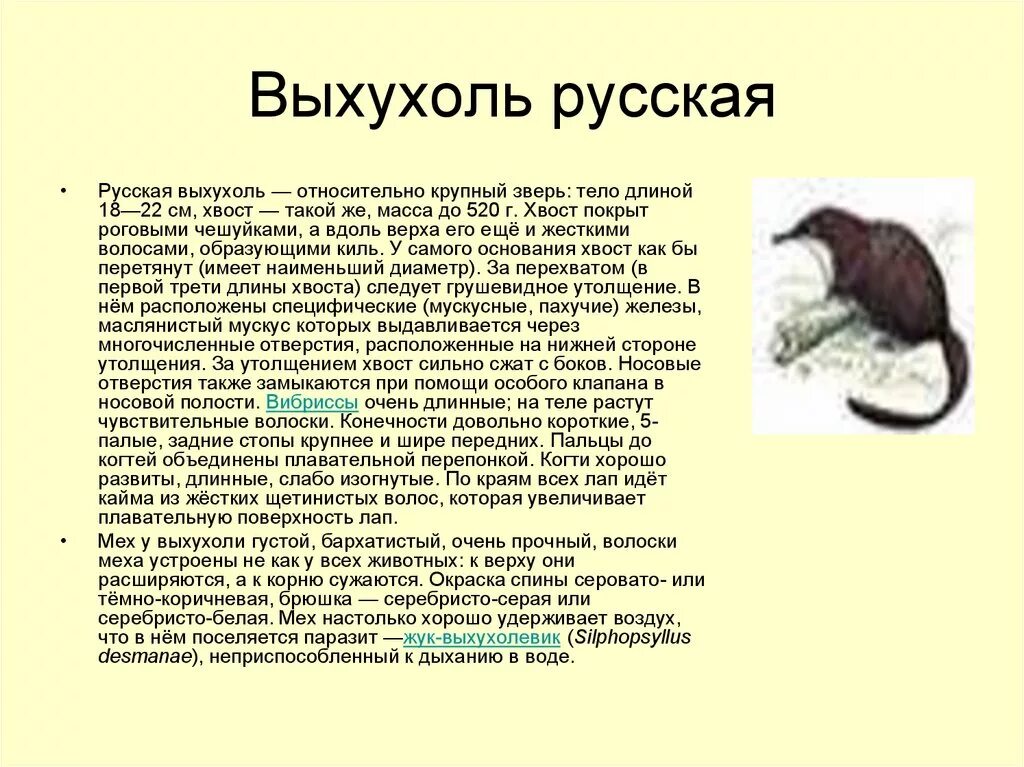 Выхухоль. Древнейшее животное Зауралья. Чудеса родного края (ГЕО 45). Дзен