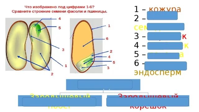 Кожура семян 6. Строение семени фасоли и пшеницы. Строение семян 6 класс. Строение семени фасоли и семени пшеницы. Семена фасоли и пшеницы строение.