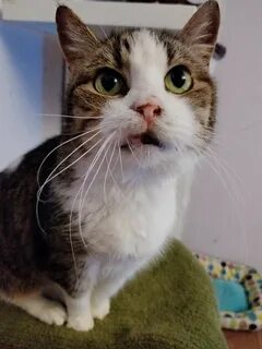 Котик 20