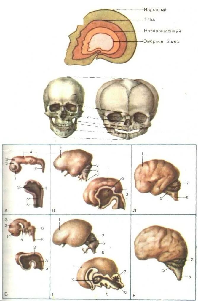 Мозг новорожденного ребенка анатомия. Строение головного мозга новорожденного. Стадии развития головного мозга человека анатомия. Онтогенез черепа человека анатомия.