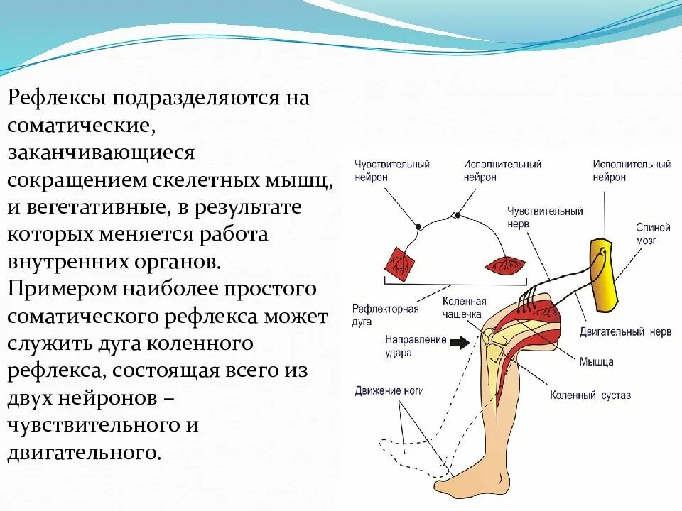 Чувство рефлекса. Рефлекторная дуга соматического рефлекса. Рефлекторная регуляция коленного рефлекса. Соматическая рефлекторная дуга коленного рефлекса. Рефлекторная дела коленного рефлекса.