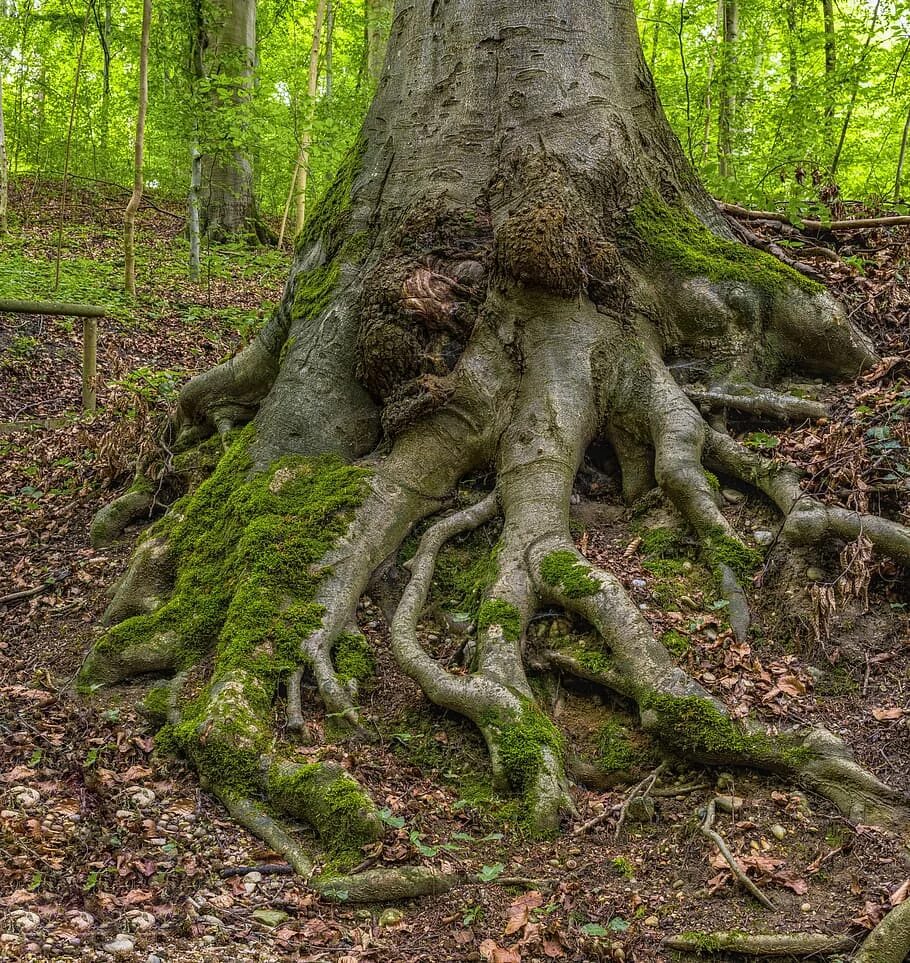 дерево вырванное с корнем. дуб черешчатый корень. дерево рансвива. корневища дуба. корни дуба.