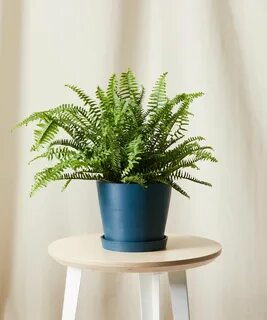 Plants plus