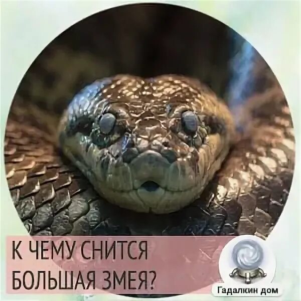 Сон спокойно лежащая змея среди людей. Ленточный крайт змея. Водяная змея. Сон о большой змее в земле. Анаконда змея самая большая.