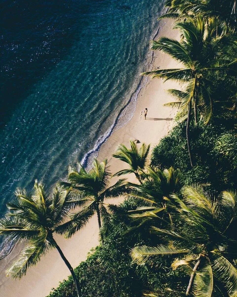 Остров обои айфон. Гавайи рай на земле. Пальмы и океан. Пляж с пальмами. Красивый пляж с пальмами.