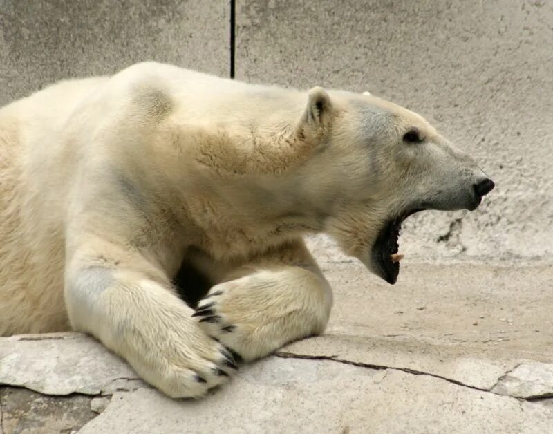 Агрессивный белый медведь. Нападение белого медведя. Белый медведь оскал. Белый медведь пасть.