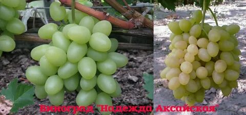 Кишмиш аксайский отзывы