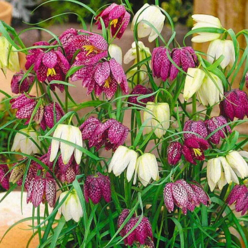 Фритиллярия meleagris. Рябчик шахматный Fritillaria meleagris. Рябчик (фритиллярия) мелеагрис. Рябчик мелеагрис микс.