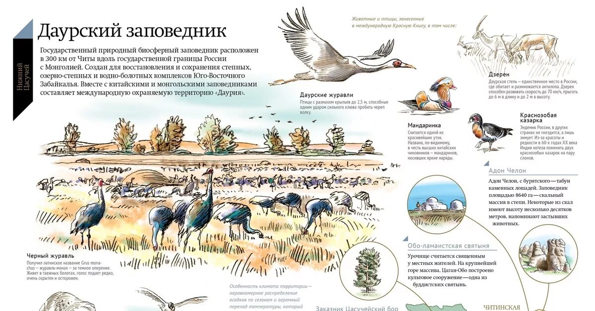 Даурский заповедник в какой природной зоне. Даурский заповедник инфографика. птицы даурского заповедника. даурский заповедник кратко. инфографика заповедника.
