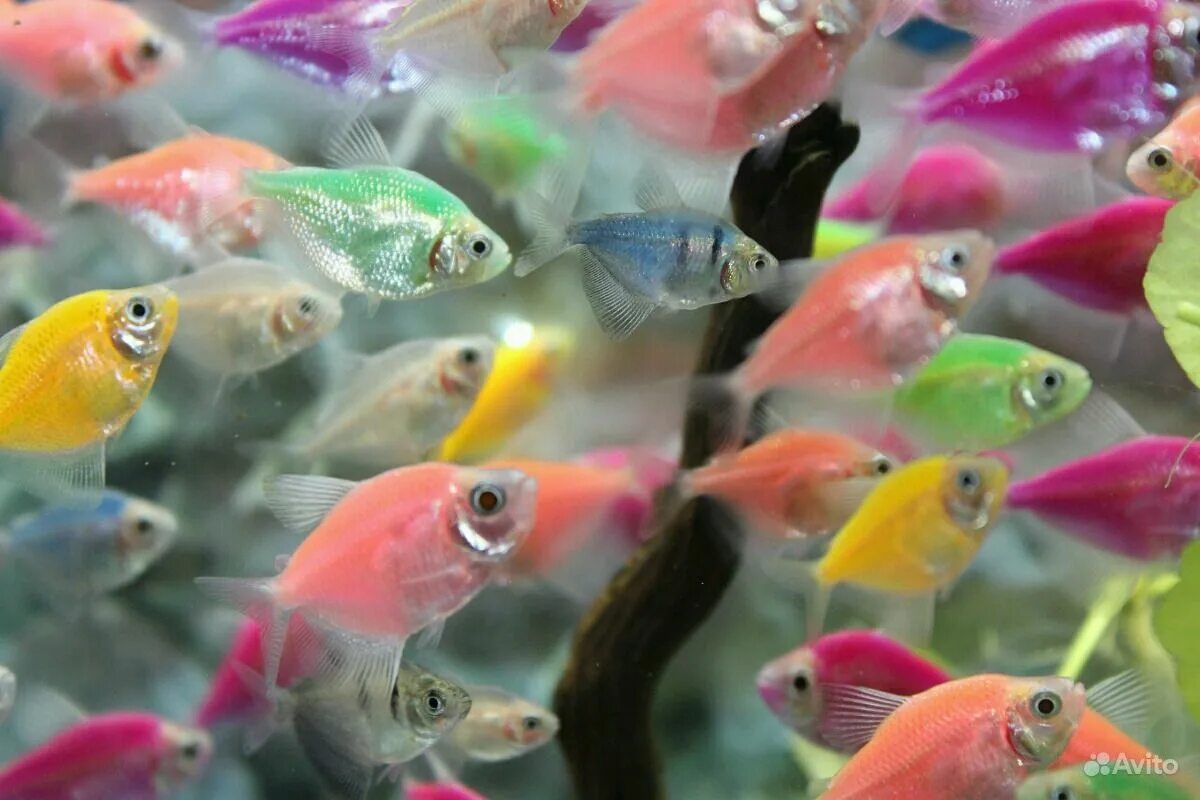 тернеции рыбки глофиш. рыбки тернеция гло. тернеция черная аквариумная. аквариумные рыбки тернеция карамелька. тернеции рыбки глофиш.