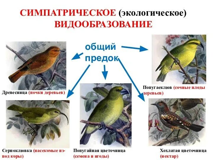 Симпатрическое видообразование. Симпатрическое видообразование примеры. Экологическое видообразование. Примеры симпатрического видообразования животных. Видообразование примеры животных