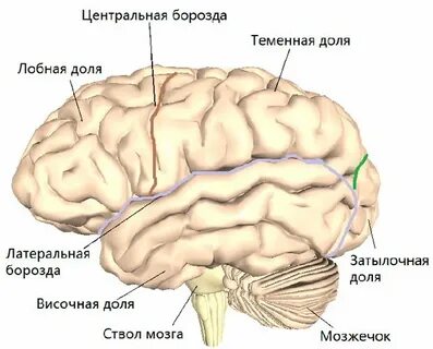 Центральная борозда полушария большого мозга
