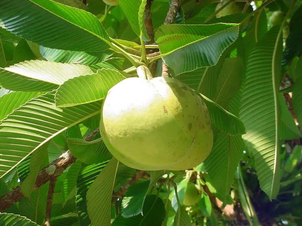 Elephant apple. Дилления индийская. Dillenia Indica (Дилления). Слоновое яблоко или Дилления индийская. Слоновое яблоко семена.