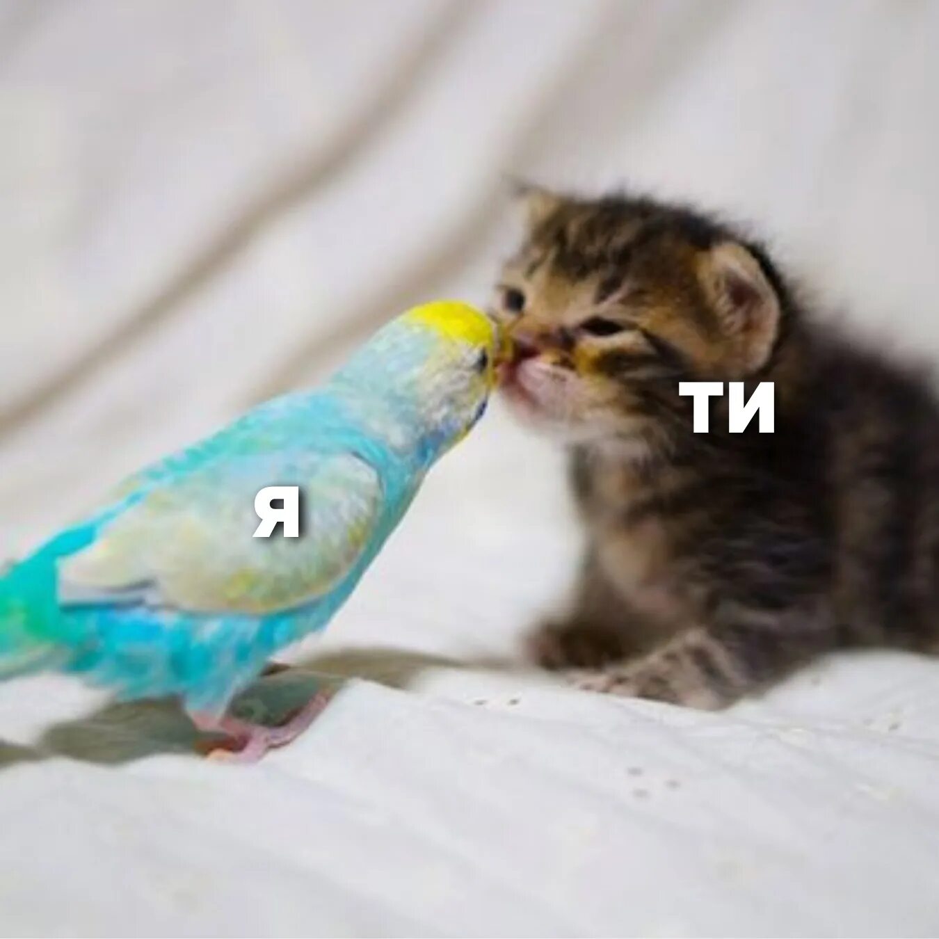 Попугай и кот. Котята с попугайчиками. котенок и попугай. котик и попугайчик. дружба кота и попугая.