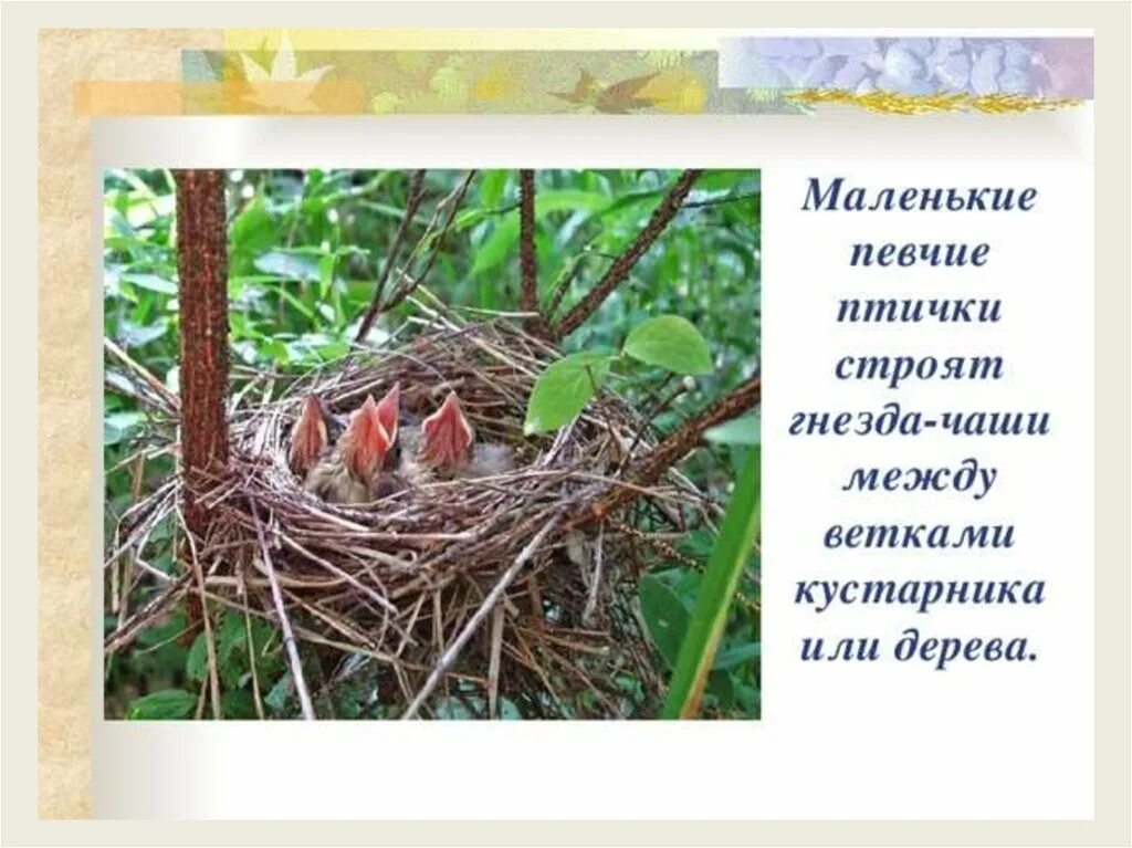Какой гнезде в жизни. Гнезда птиц презентация для детей. Из чего птицы строят гнезда. Гнёзда птиц с названиями. Гнездо для презентации.