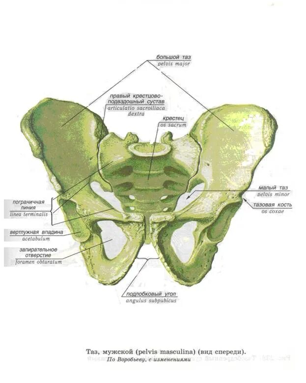 Пограничная линия таза анатомия. Малый таз кости. Строение костей малого таза у мужчин. Строение малого таза мужчины спереди. Расширение таза мужчин
