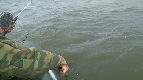 Ловля сазана на дону