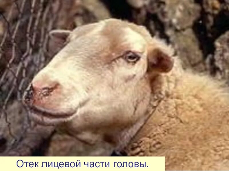 Болезнь ауески у животных. Болезнь ауески эпизоотология. болезнь ауески у телят.