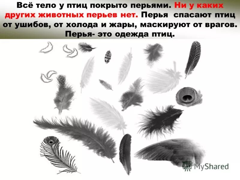 сойка кареза. птицы зимой сорока. перья зимующих птиц. холодная зима и птицы. анатомия синицы лазоревки.