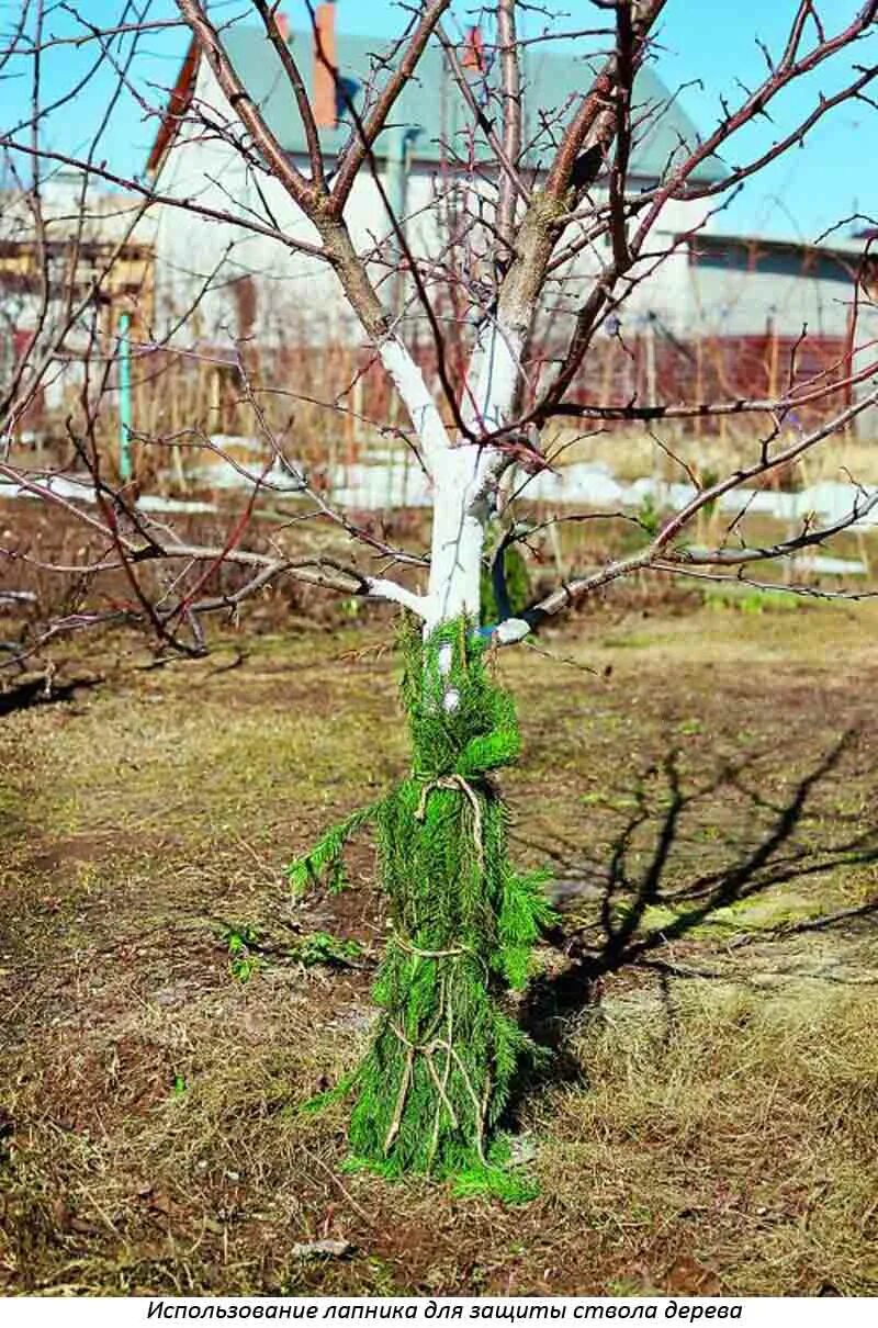 Защита плодовых деревьев. Защита яблонь от грызунов. молодые саженцы деревьев. защита деревьев зимой. защита деревьев от зайцев.