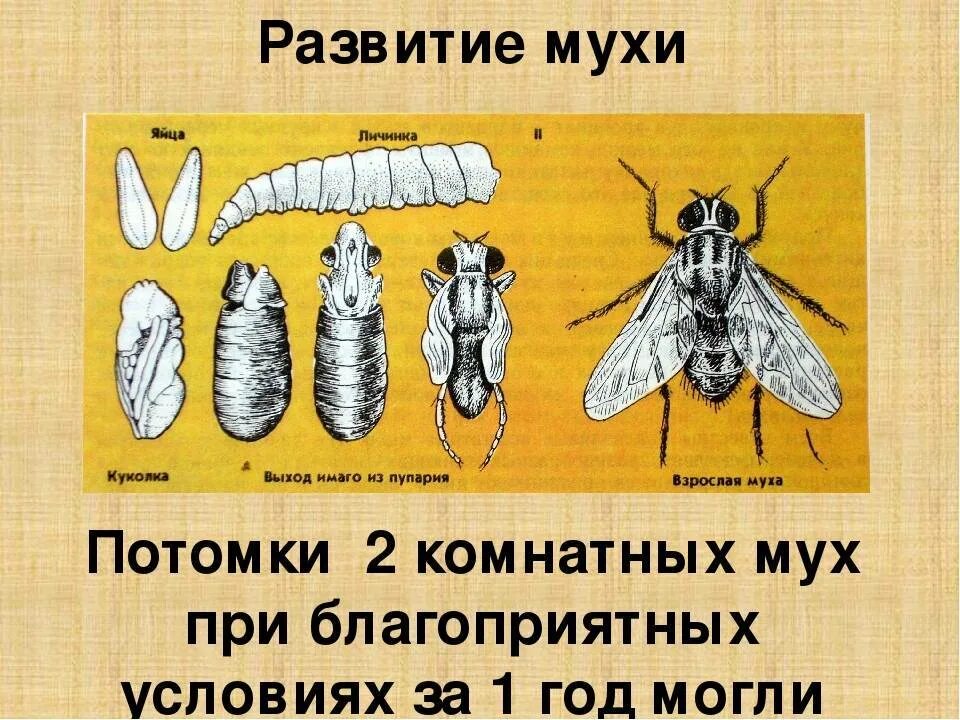 Стадии комнатной мухи. Цикл развития мухи. Комнатная Муха жизненный цикл. Стадии развития комнатной мухи. Яйцо личинка куколка Муха.