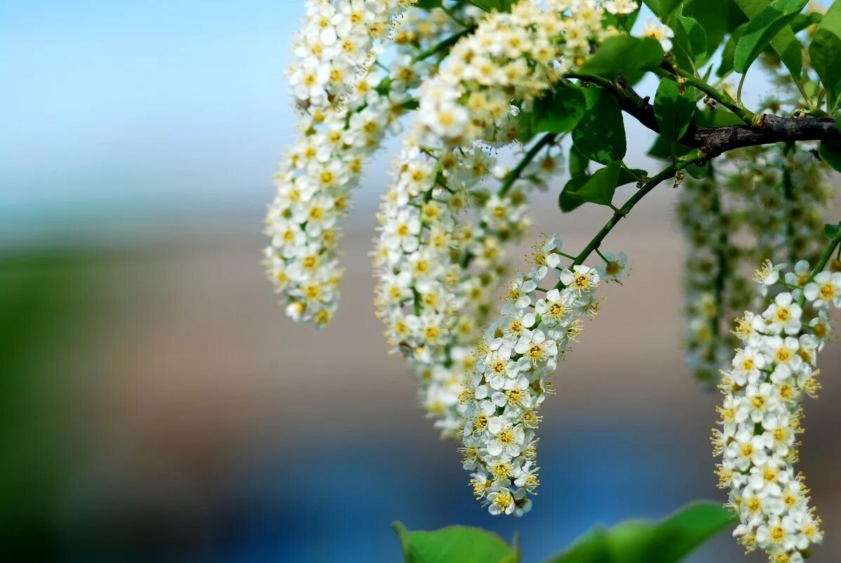 фет черемуха. черемуха с весною расцвела. черемуха с весною расцвела. сергей есенин черёмуха душистая. черемуха с весною расцвела.