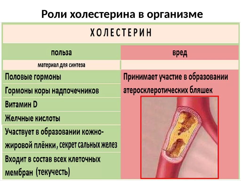 Плюсы холестерина