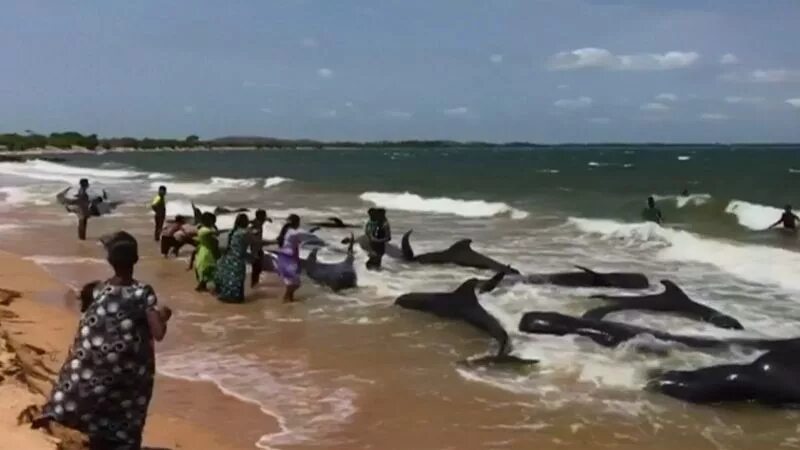 Акулы на шри. Акула черноперая рифовая бали. Мирисса шри ланка киты. Акулы на шри. Пляж нью смирна бич акулы.