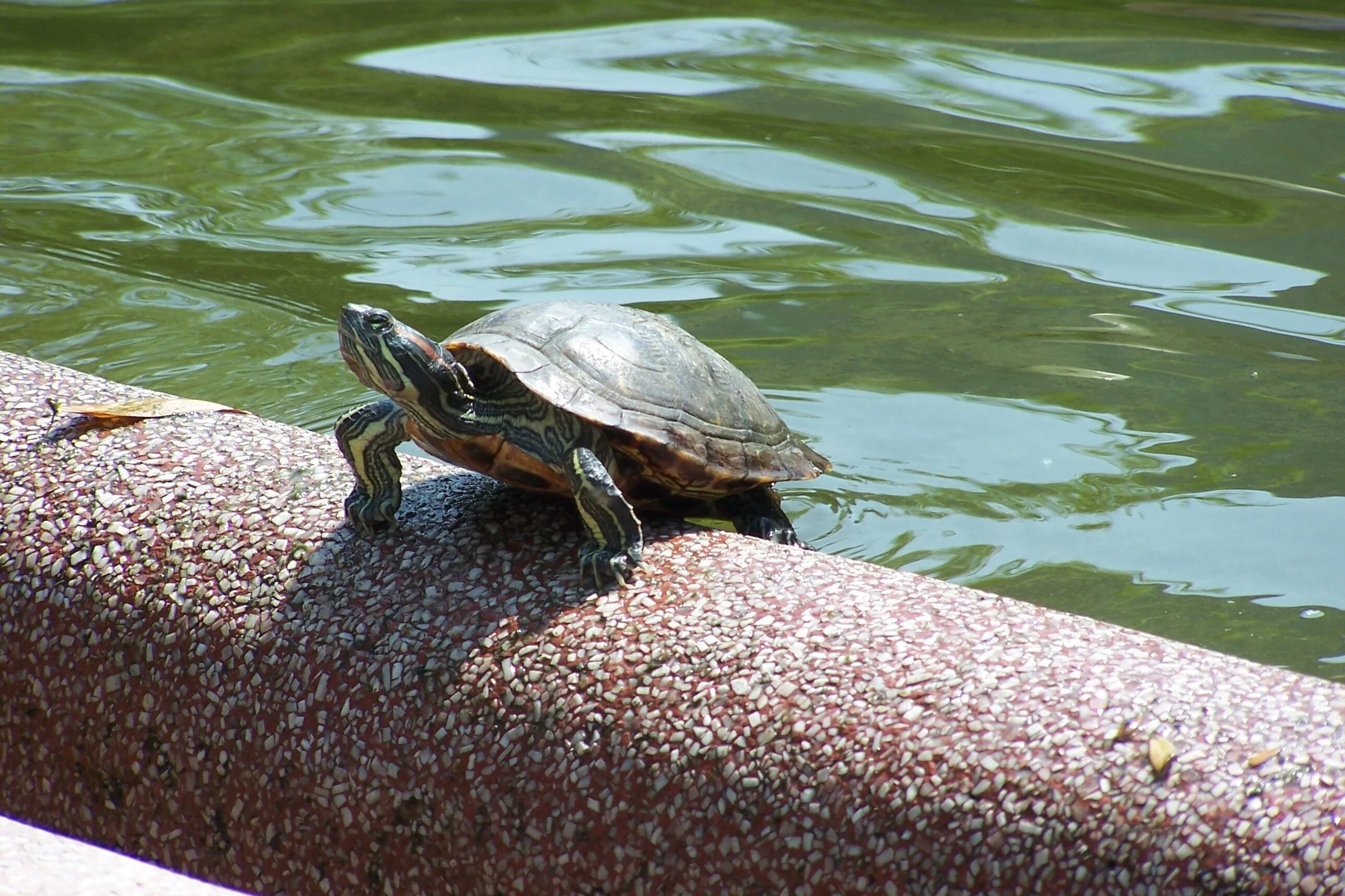 Подмосковные черепахи. Черепаха в дикой природе. Уличные черепахи. Парк черепаха.