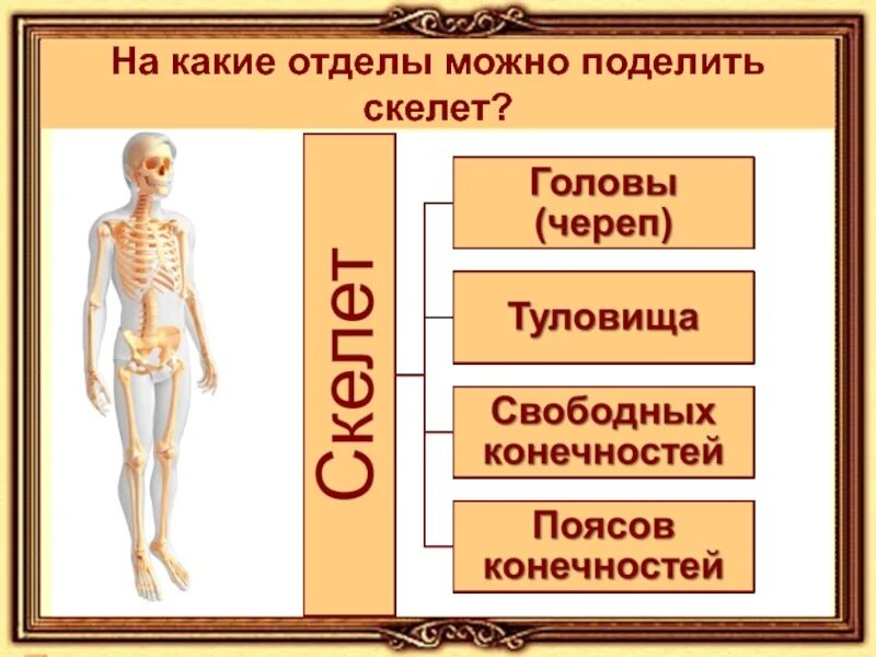 Деление скелета на отделы. Опорно-двигательная система человека. На какие части разделяют скелет. Разделение тела на отделы. Какие есть отделы скелета.