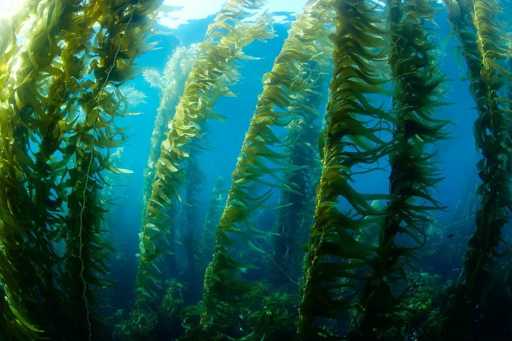Бурые водоросли являются самыми глубоководными водорослями. Макроцистис водоросли. Водоросли келп ламинариевые. Бурые водоросли макроцистис. Ламинарии, макроцистис и фукусы.