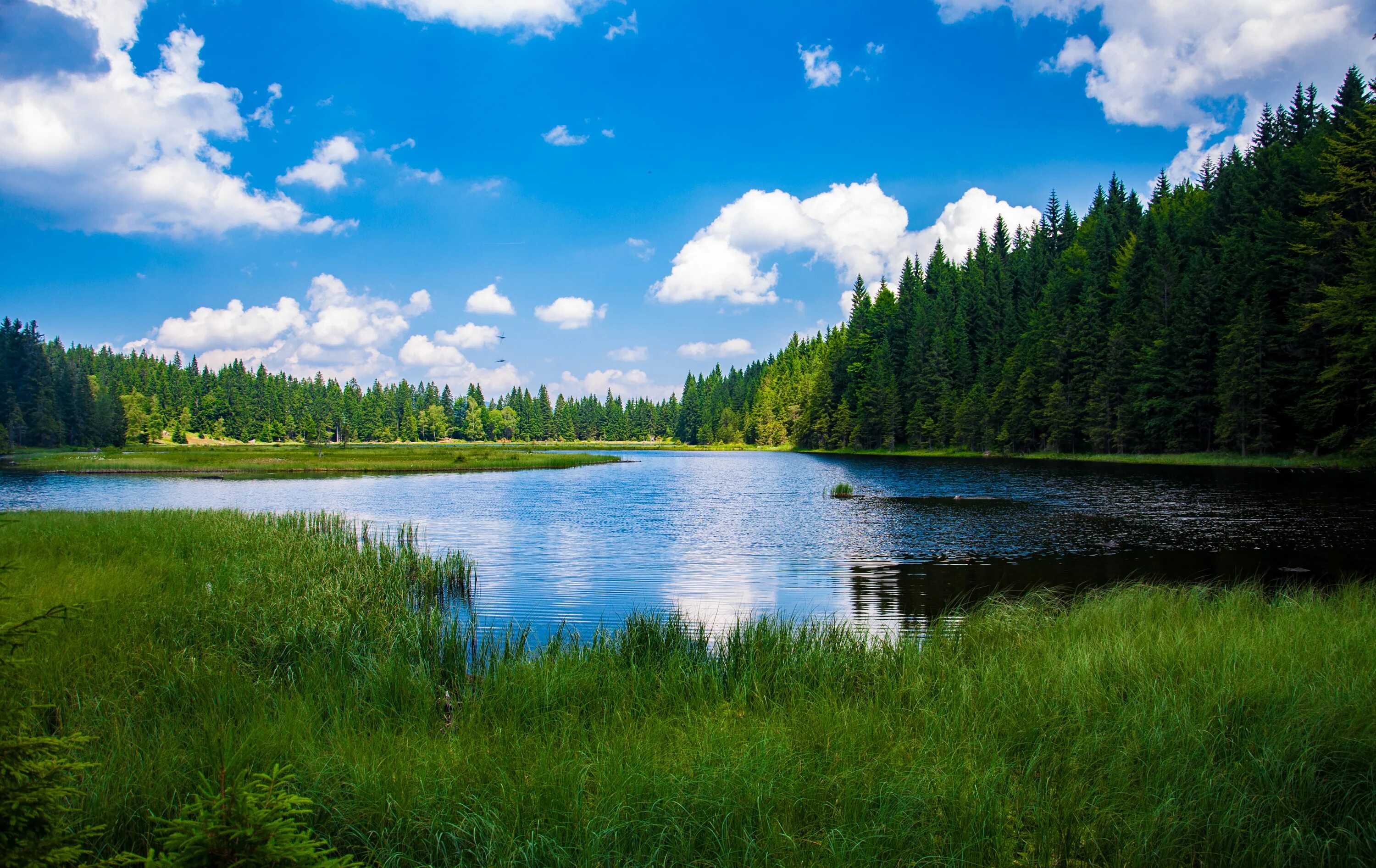 Включи реки озера. Лесное озеро (Forest Lake). Лесное (озеро, Северная Америка). Баварский лес озеро. Чистая природа.