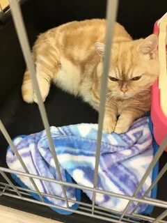 Меняю кота