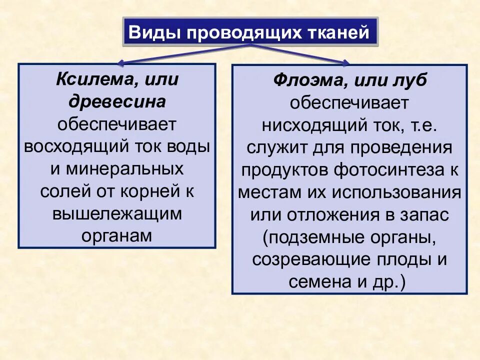 Ксилема восходящий ток. Восходящий и нисходящий ток веществ флоэма и Ксилема. Восходящий и нисходящий ток у растений. Восходящий ток Ксилема или флоэма.