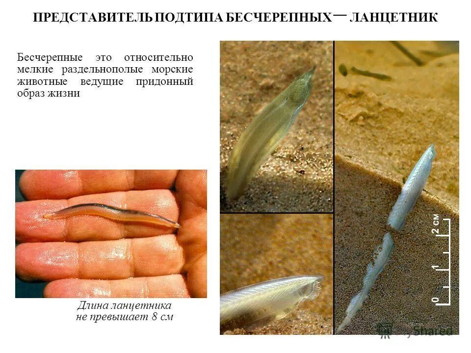 Ланцетники Подтип представители Бесчерепные. Тип Хордовые ланцетник. Бесчерепные беспозвоночные